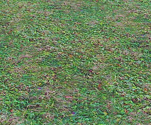 Grass 21