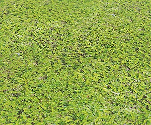 Grass 25