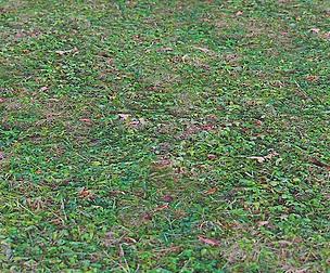 Grass 20