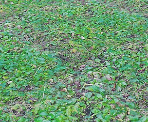 Grass 22