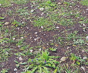 Grass And Mud