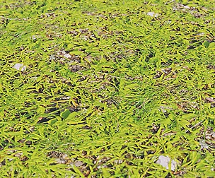 Grass Ground 1