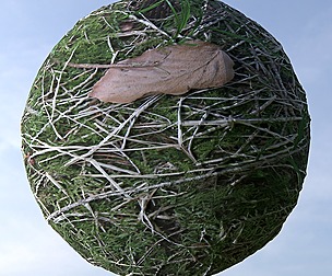 Forest Ground 2