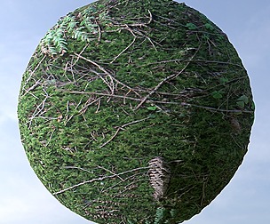 Forest Ground 3