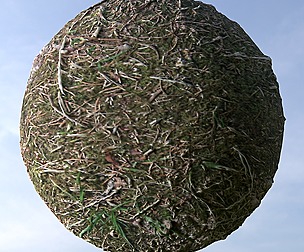 Forest Ground 5
