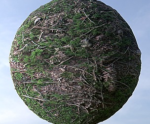 Forest Ground 6