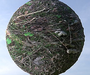 Forest Ground 7