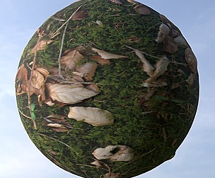 Forest Ground 9