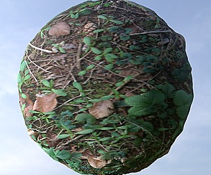 Forest Ground 12