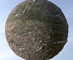 Forest Ground 14