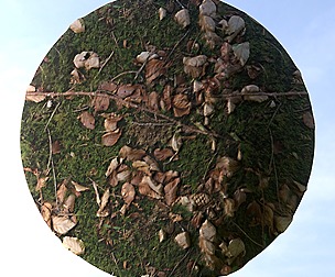 Forest Ground 17