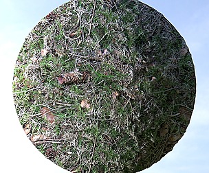 Forest Ground 18