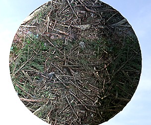 Forest Ground 19
