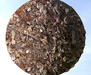 Forest Ground 21