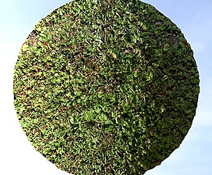 Forest Ground 22