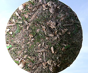 Forest Ground 23