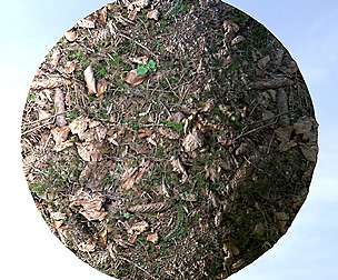Forest Ground 24