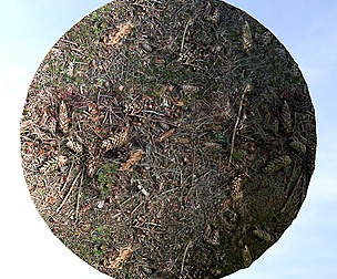 Forest Ground 25