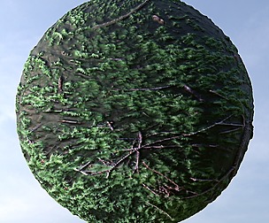 Forest Ground 29
