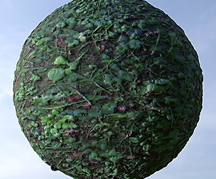 Forest Ground 35