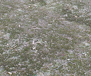 Forest Ground 39