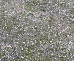 Forest Ground 40