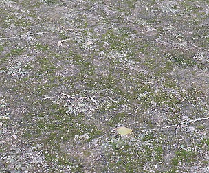 Forest Ground 42