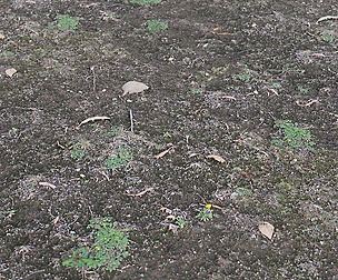 Forest Ground 41