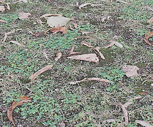 Forest Ground 43