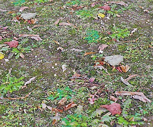 Forest Ground 44