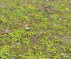 Forest Ground 47