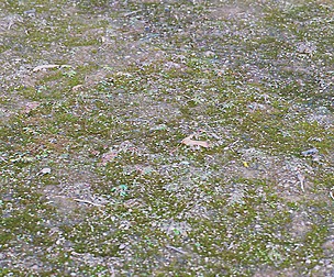 Forest Ground 45