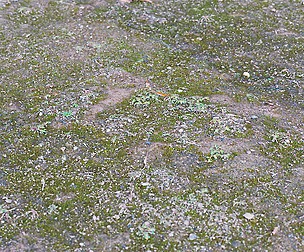 Forest Ground 48