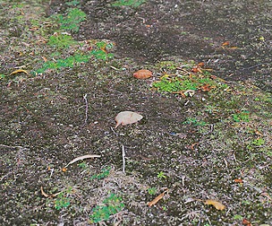 Forest Ground 49