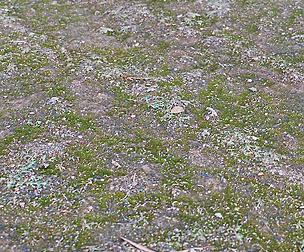 Forest Ground 50