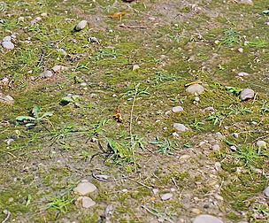 Forest Ground 52