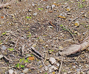 Forest Ground 53
