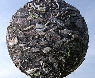 Fallen Tree Bark 2