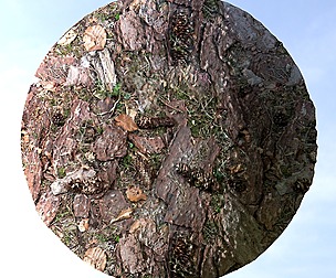 Dry Forest Ground 1