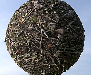 Dry Grass 4