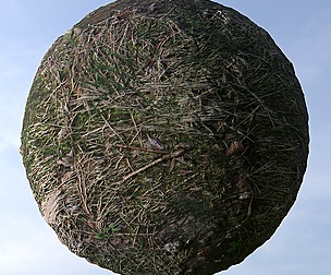 Dry Grass 5