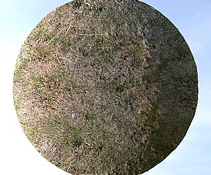 Dry Grass 6