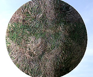Dry Grass 7