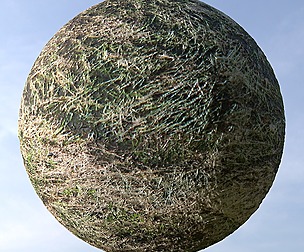 Dry Grass 10
