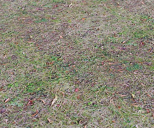 Dry Grass 12