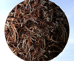 Dry Hedge 1