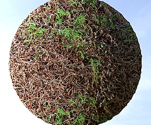 Dry Hedge 2
