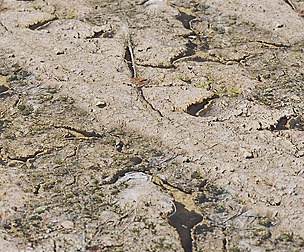 Dry Mud 3