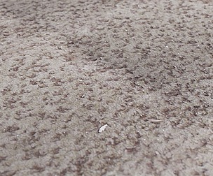 Dirty Brown Carpet 1