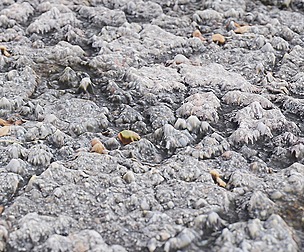 Cracked Asphalt 1